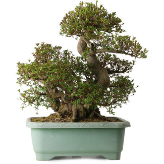 Rhododendron indicum Aozora, 55 cm, ± 30 Jahre alt