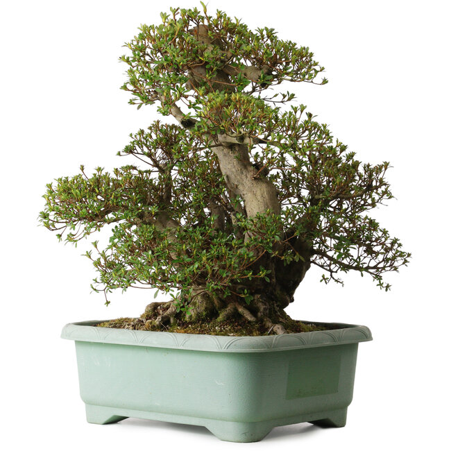 Rhododendron indicum Aozora, 55 cm, ± 30 years old, with a nebari of 25 cm