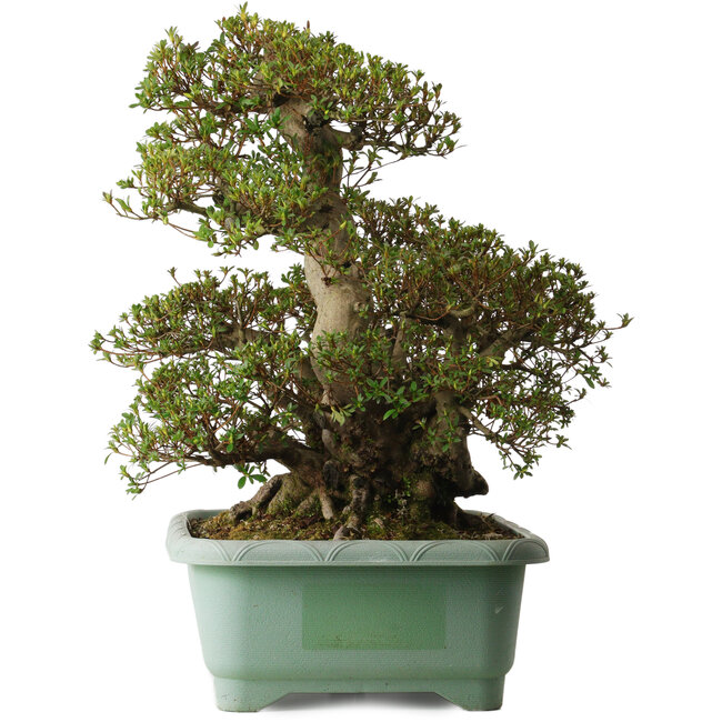 Rhododendron indicum Aozora, 55 cm, ± 30 years old, with a nebari of 25 cm