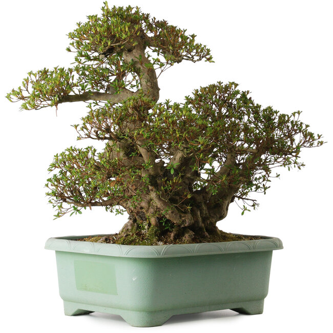 Rhododendron indicum Aozora, 55 cm, ± 30 anni, con un nebari di 25 cm