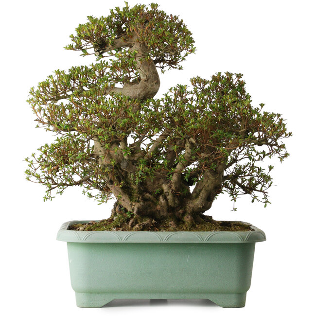 Rhododendron indicum Aozora, 55 cm, ± 30 years old, with a nebari of 25 cm