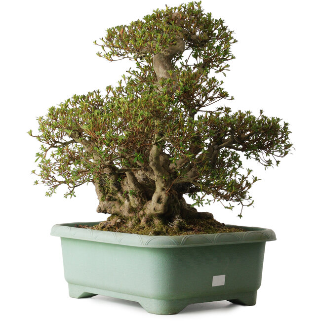 Rhododendron indicum Aozora, 55 cm, ca. 30 Jahre alt, mit einem Wurzelhals von 25 cm