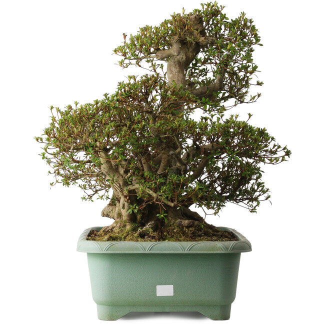 Rhododendron indicum Aozora, 55 cm, ± 30 anni, con un nebari di 25 cm