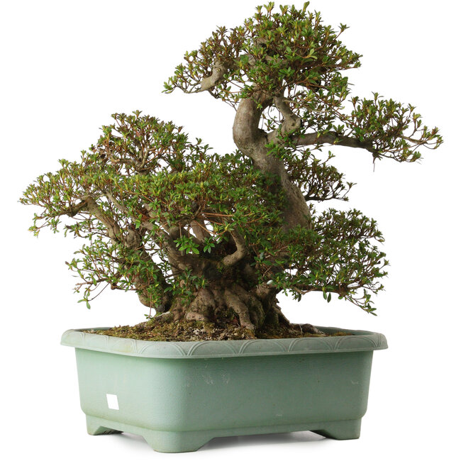 Rhododendron indicum Aozora, 55 cm, ± 30 years old, with a nebari of 25 cm