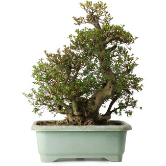 Rhododendron indicum Aozora, 66 cm, ± 30 ans