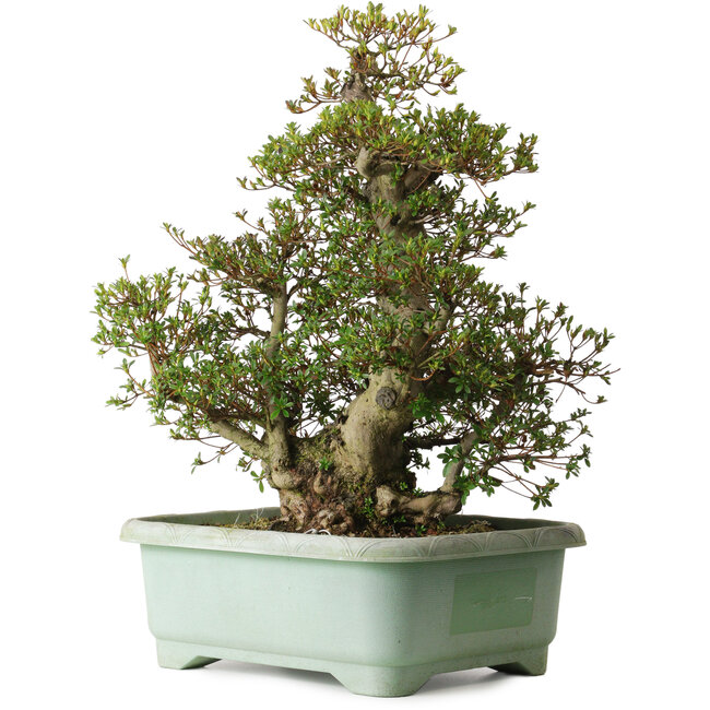 Rhododendron indicum Aozora, 66 cm, ± 30 years old, with a nebari of 20 cm