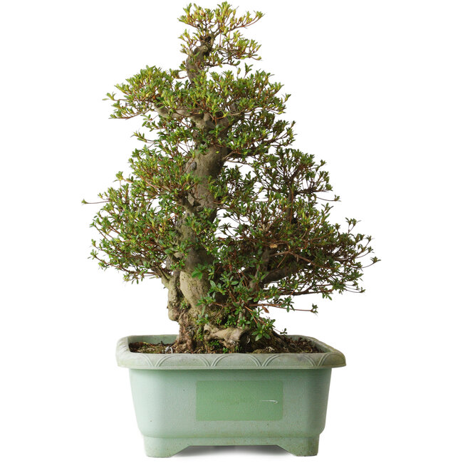 Rhododendron indicum Aozora, 66 cm, ± 30 jaar oud, met een nebari van 20 cm