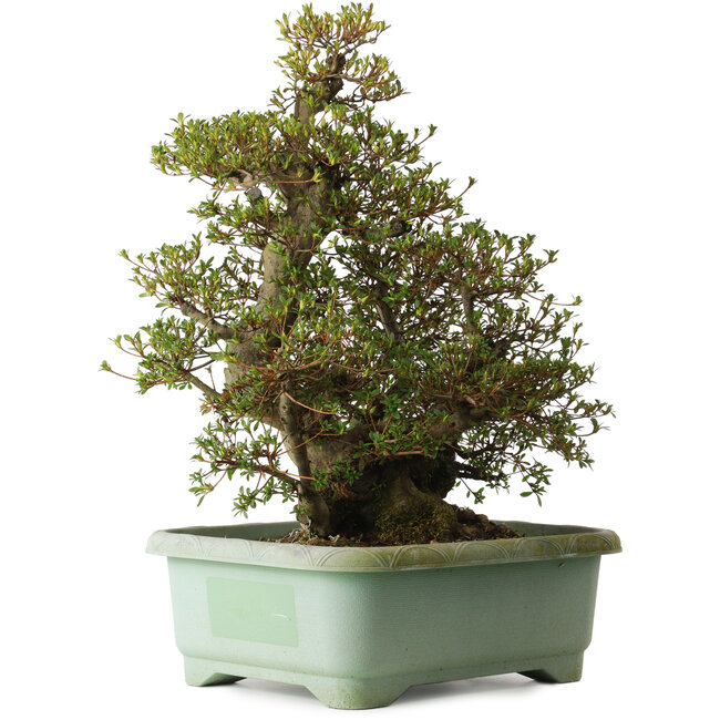 Rhododendron indicum Aozora, 66 cm, ca. 30 Jahre alt, mit einem Wurzelhals von 20 cm