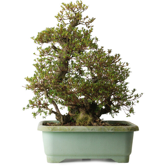 Rhododendron indicum Aozora, 66 cm, ca. 30 Jahre alt, mit einem Wurzelhals von 20 cm