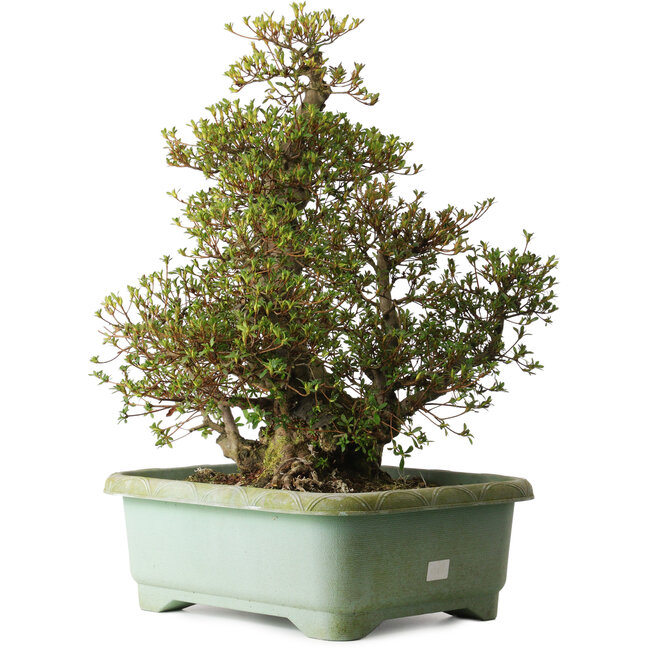 Rhododendron indicum Aozora, 66 cm, ± 30 ans, avec un nebari de 20 cm