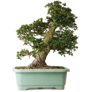 Rhododendron indicum Osakazuki, 60 cm, ± 30 Jahre alt