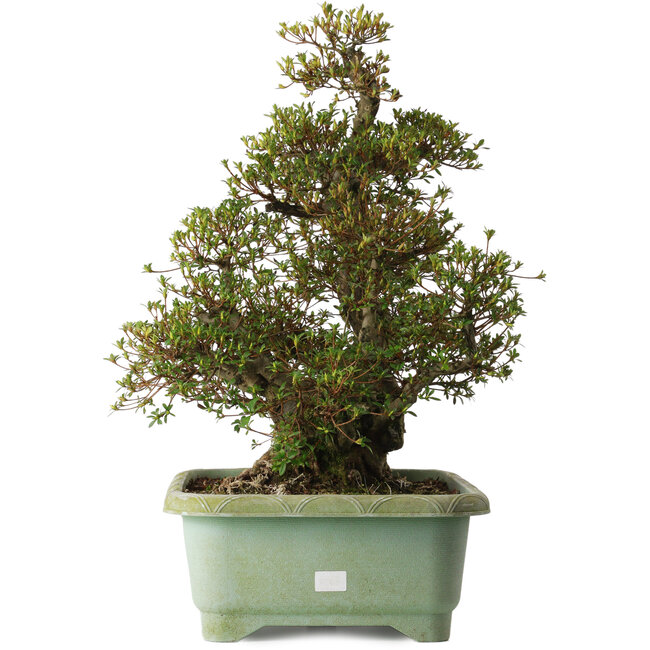 Rhododendron indicum Aozora, 66 cm, ± 30 años, con un nebari de 20 cm