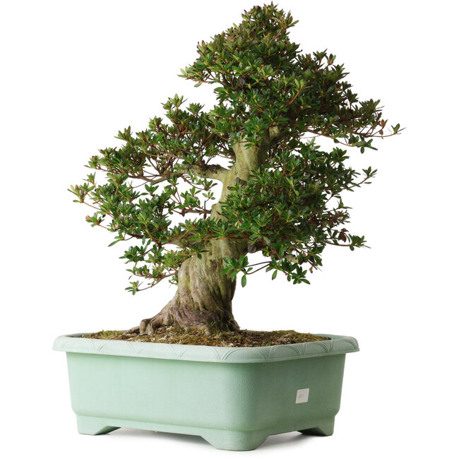 Rhododendron indicum Osakazuki, 60 cm, ± 30 años, con un nebari de 20 cm