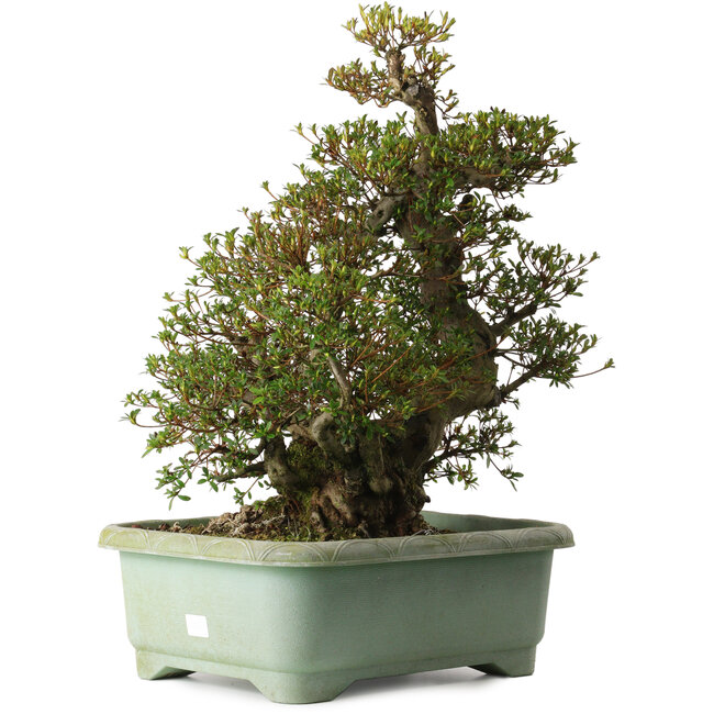 Rhododendron indicum Aozora, 66 cm, ± 30 years old, with a nebari of 20 cm