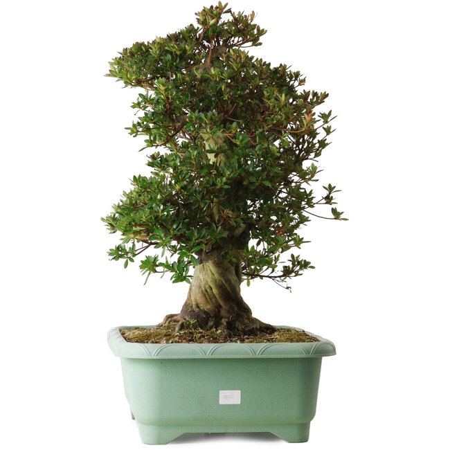 Rhododendron indicum Osakazuki, 60 cm, ± 30 años, con un nebari de 20 cm