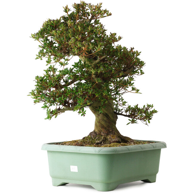 Rhododendron indicum Osakazuki, 60 cm, ± 30 años, con un nebari de 20 cm