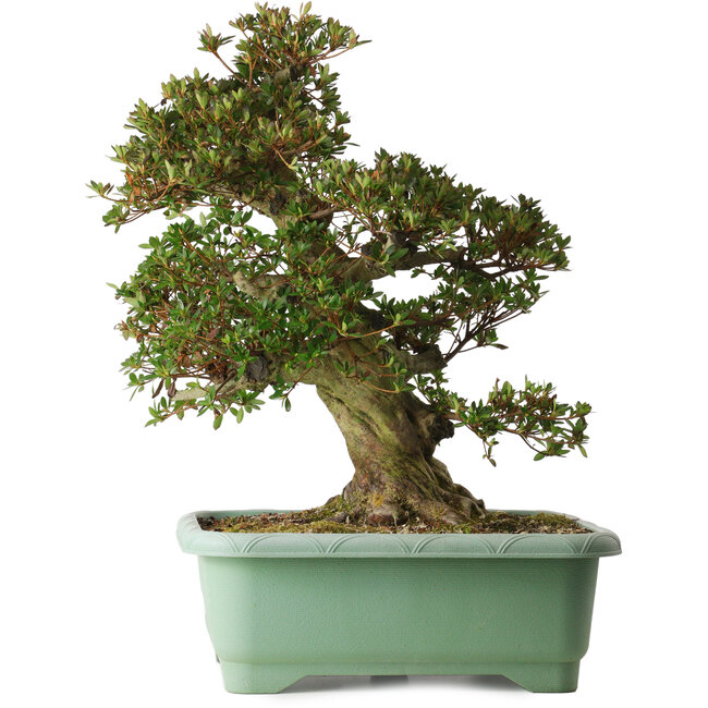 Rhododendron indicum Osakazuki, 60 cm, ± 30 años, con un nebari de 20 cm