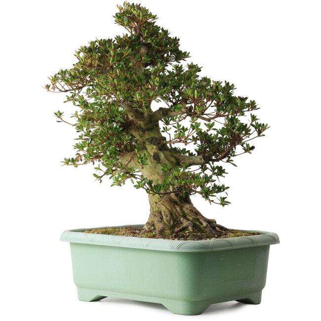 Rhododendron indicum Osakazuki, 60 cm, ± 30 años, con un nebari de 20 cm