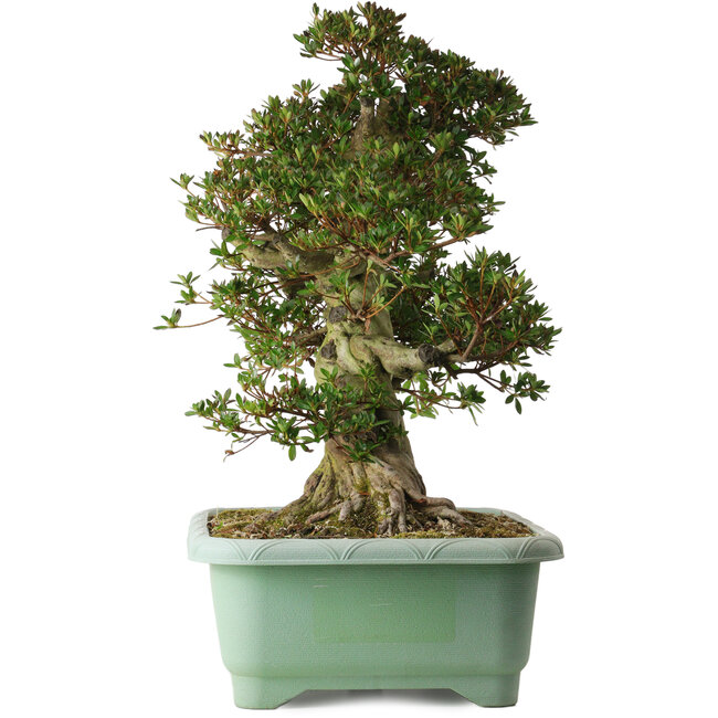 Rhododendron indicum Osakazuki, 60 cm, ± 30 años, con un nebari de 20 cm