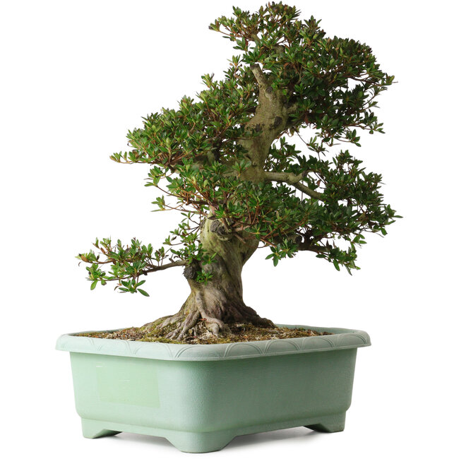 Rhododendron indicum Osakazuki, 60 cm, ± 30 años, con un nebari de 20 cm