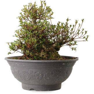 Rhododendron indicum Kozan, 35 cm, ± 30 Jahre alt