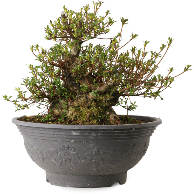 Rhododendron indicum Kozan, 35 cm, ± 30 years old, with a nebari of 20 cm and a scar on the back