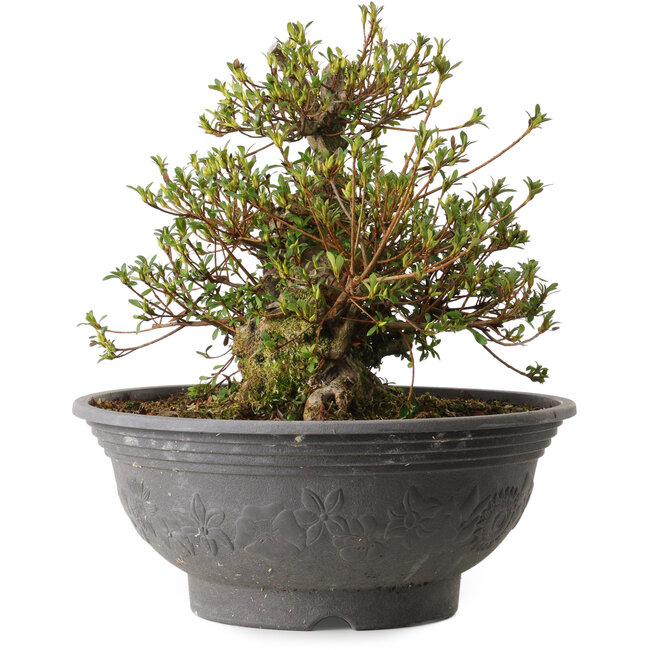 Rhododendron indicum Kozan, 35 cm, ± 30 jaar oud, met een nebari van 20 cm en een litteken op de rug.