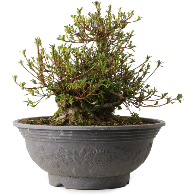 Rhododendron indicum Kozan, 35 cm, environ 30 ans, avec un nebari de 20 cm et une cicatrice sur le dos