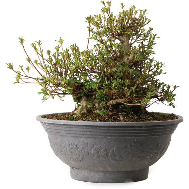 Rhododendron indicum Kozan, 35 cm, ± 30 years old, with a nebari of 20 cm and a scar on the back