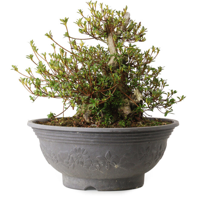 Rhododendron indicum Kozan, 35 cm, environ 30 ans, avec un nebari de 20 cm et une cicatrice sur le dos