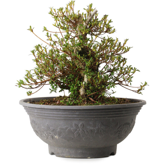 Rhododendron indicum Kozan, 35 cm, environ 30 ans, avec un nebari de 20 cm et une cicatrice sur le dos