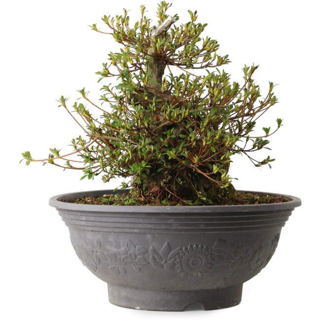 Rhododendron indicum Kozan, 35 cm, ± 30 years old, with a nebari of 20 cm and a scar on the back