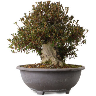 Rhododendron indicum Korin, 40 cm, ± 30 years old