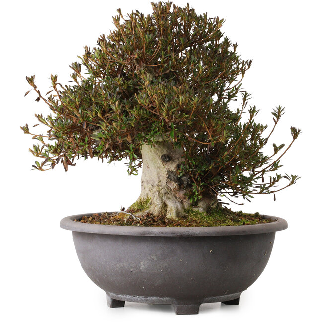 Rhododendron indicum Korin, 40 cm, ± 30 jaar oud, met een nebari van 20 cm.