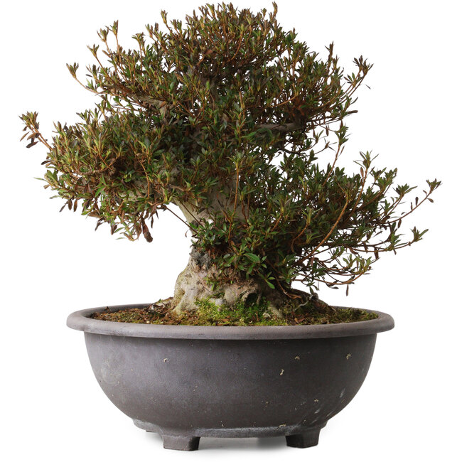 Rhododendron indicum Korin, 40 cm, ± 30 ans, avec un nebari de 20 cm