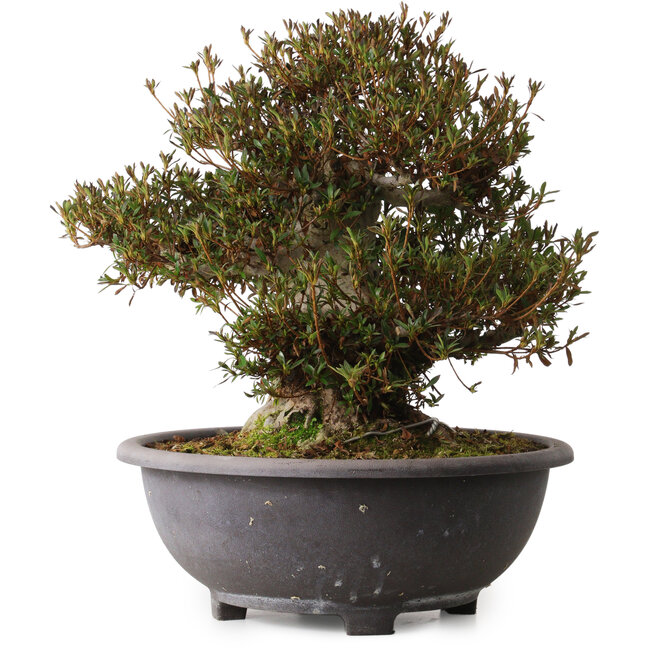 Rhododendron indicum Korin, 40 cm, ± 30 anni, con un nebari di 20 cm