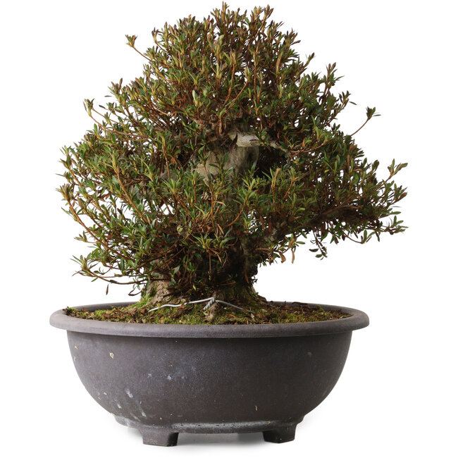 Rhododendron indicum Korin, 40 cm, ± 30 jaar oud, met een nebari van 20 cm.