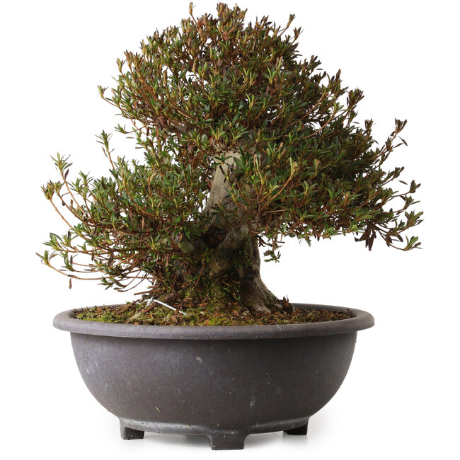 Rhododendron indicum Korin, 40 cm, ± 30 jaar oud, met een nebari van 20 cm.