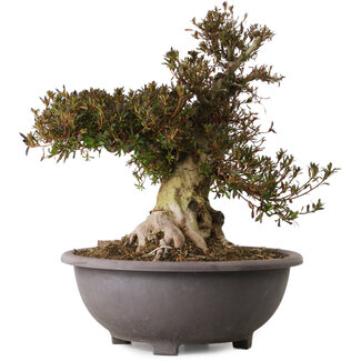 Rhododendron indicum Korin, 47 cm, ± 30 years old