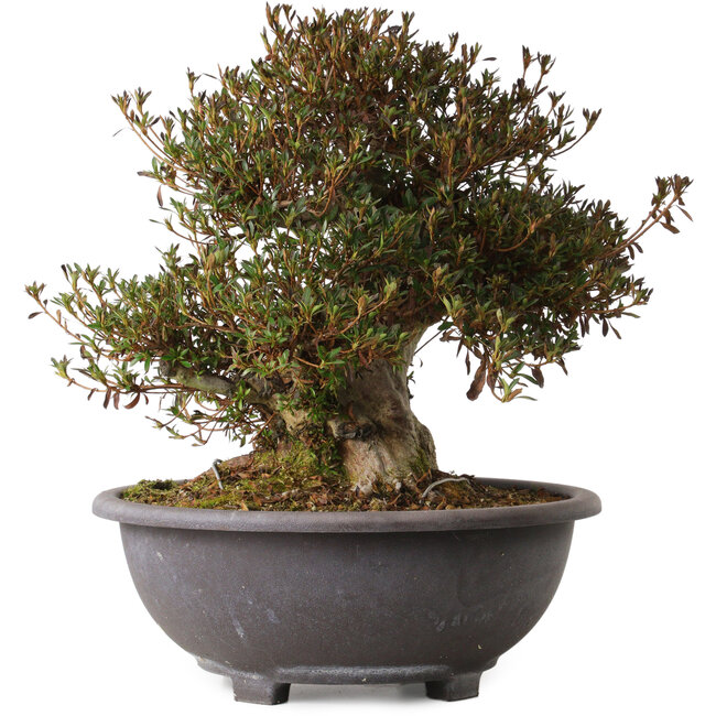 Rhododendron indicum Korin, 40 cm, ± 30 jaar oud, met een nebari van 20 cm.