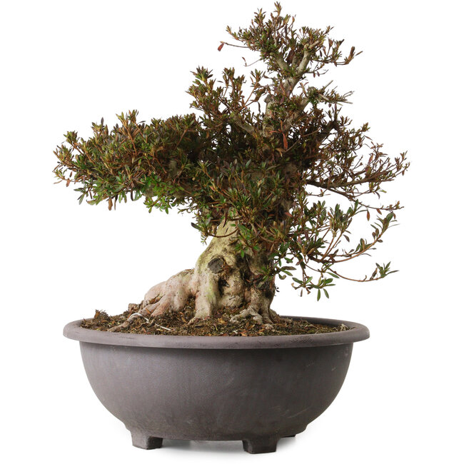 Rhododendron indicum Korin, 47 cm, ca. 30 Jahre alt, mit einem Wurzelhals von 25 cm