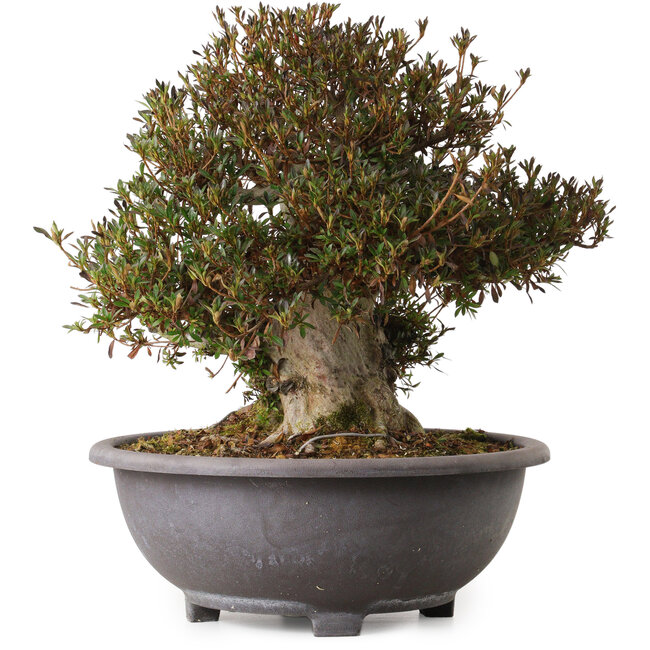 Rhododendron indicum Korin, 40 cm, ca. 30 Jahre alt, mit einem Wurzelhals von 20 cm