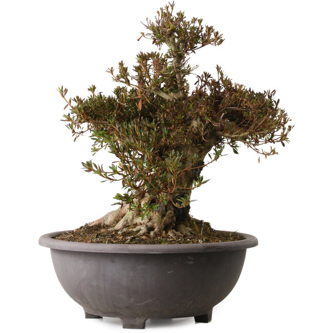 Rhododendron indicum Korin, 47 cm, ± 30 ans, avec un nebari de 25 cm