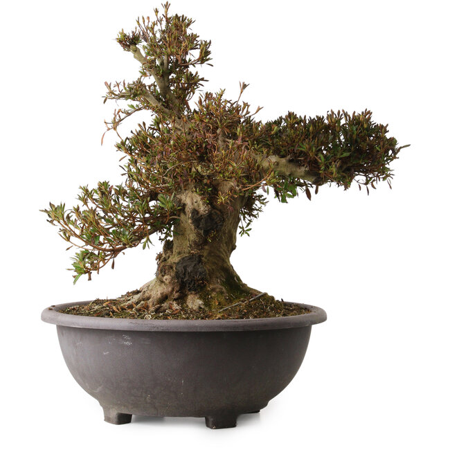 Rhododendron indicum Korin, 47 cm, ± 30 ans, avec un nebari de 25 cm