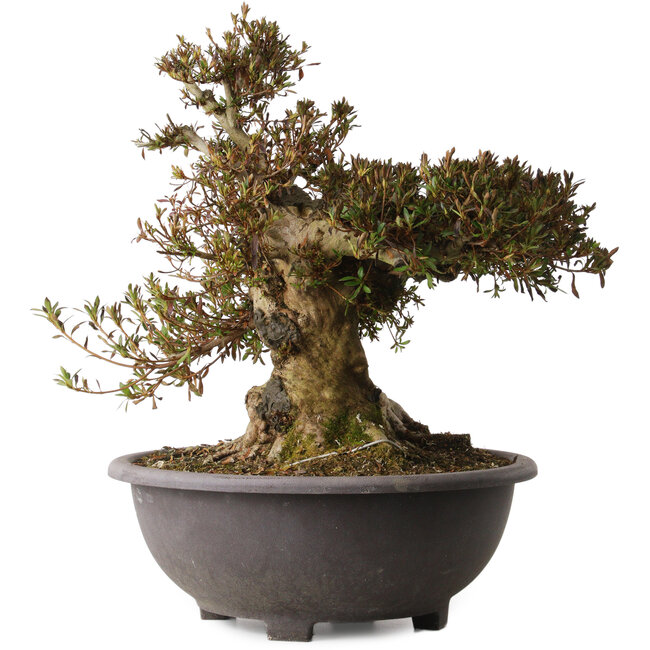 Rhododendron indicum Korin, 47 cm, ± 30 jaar oud, met een nebari van 25 cm