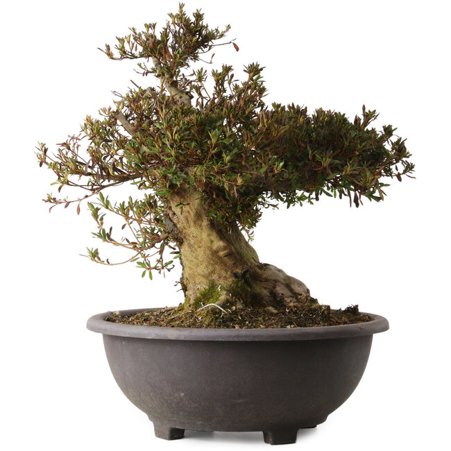 Rhododendron indicum Korin, 47 cm, ± 30 ans, avec un nebari de 25 cm