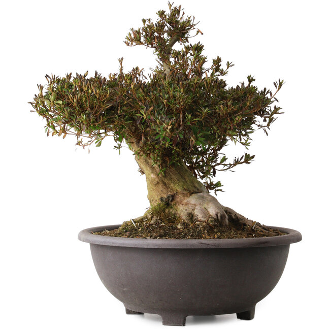 Rhododendron indicum Korin, 47 cm, ± 30 años, con un nebari de 25 cm