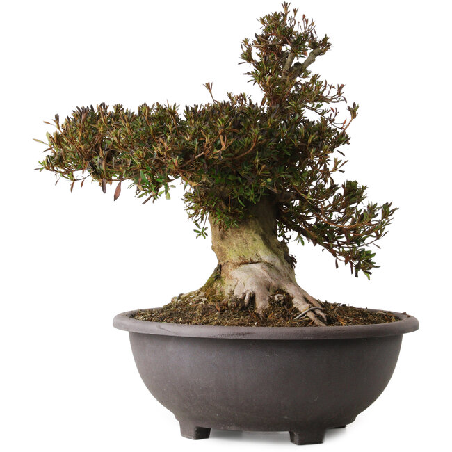 Rhododendron indicum Korin, 47 cm, ± 30 ans, avec un nebari de 25 cm
