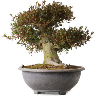 Rhododendron indicum Korin, 38 cm, ± 30 ans