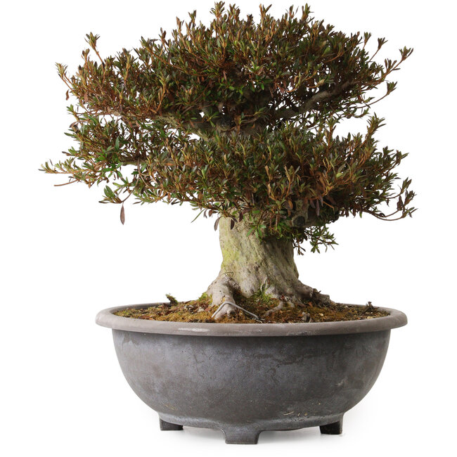 Rhododendron indicum Korin, 38 cm, ± 30 anni, con un nebari di 20 cm